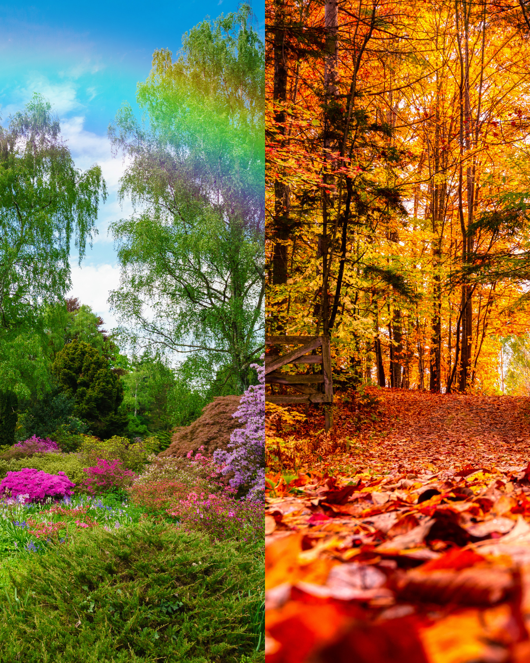 SEASONAL PREDICTIONS~ SPRING or AUTUMN~ [March 20th-June 20th]~(1 Hour)